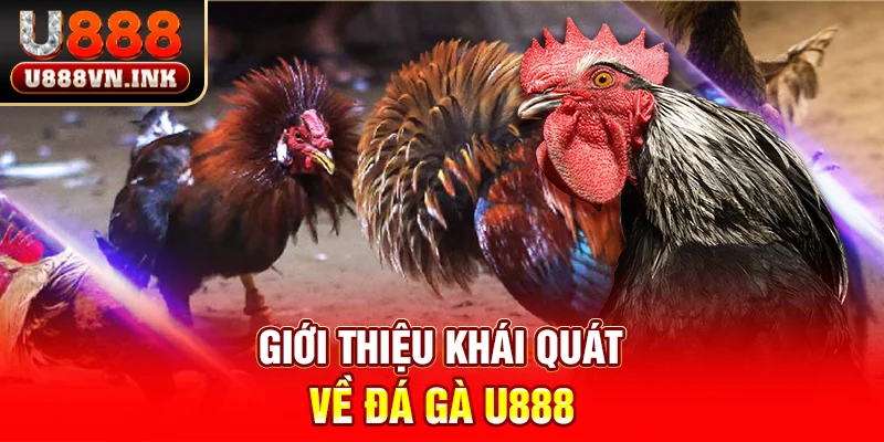 Giới thiệu khái quát về đá gà u888